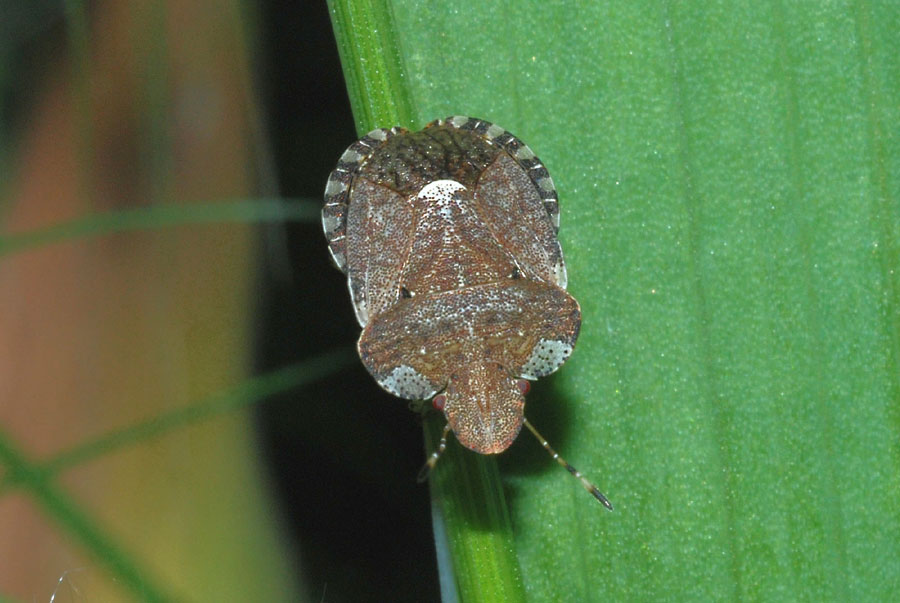 Pentatomidae: Dyroderes umbraculatus di Toano (RE)